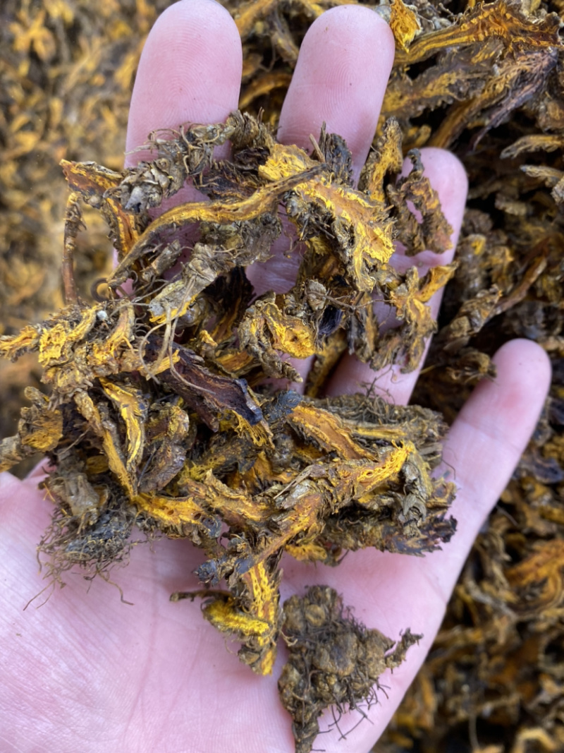 黄连各种中药材批发产地直销量大从优批发零售