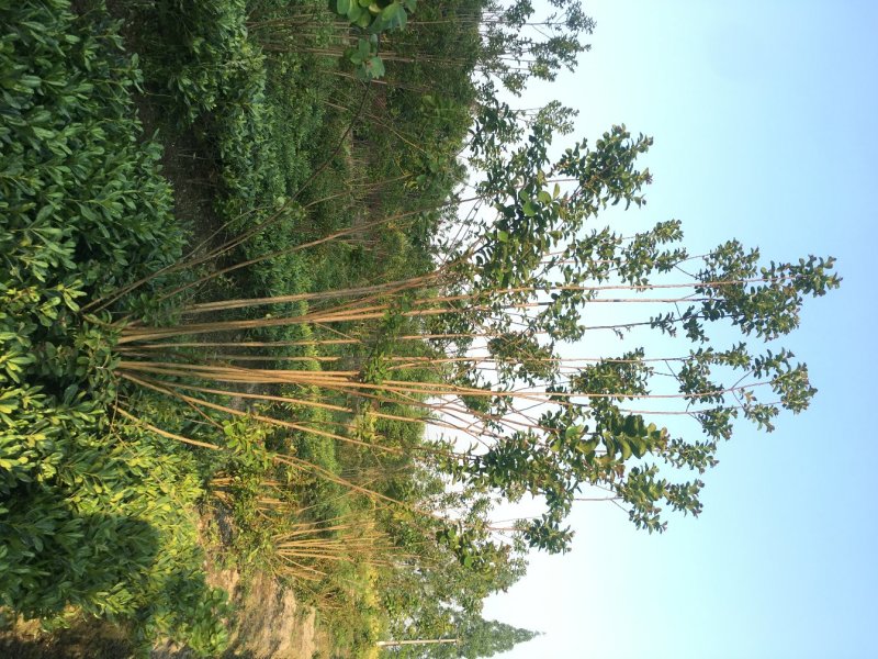 紫薇低开枝基地，地笼紫薇树价格，成都紫薇地开丫报价