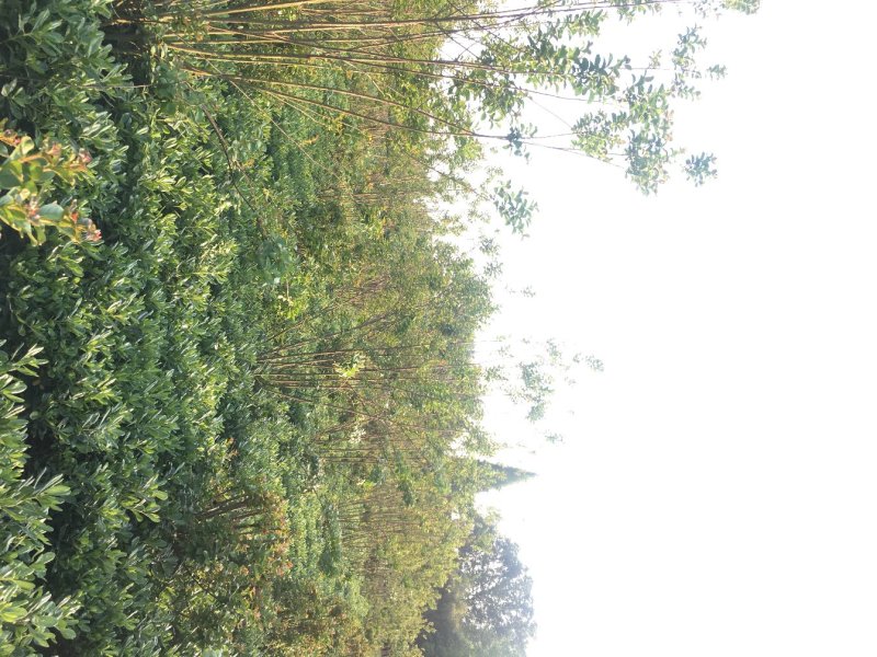 紫薇低开枝基地，地笼紫薇树价格，成都紫薇地开丫报价