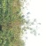 紫薇低开枝基地，地笼紫薇树价格，成都紫薇地开丫报价