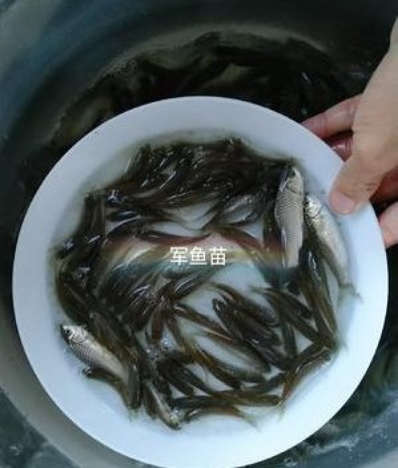 军鱼苗青竹皖石坚优质鱼苗，军鱼苗青竹皖石坚优