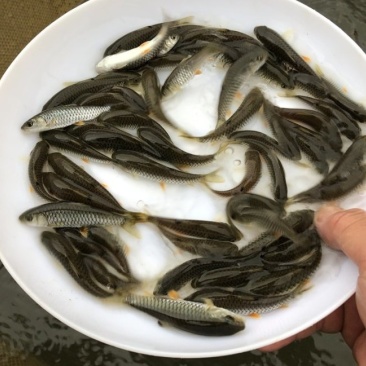 军鱼苗青竹皖石坚优质鱼苗，军鱼苗青竹皖石坚优