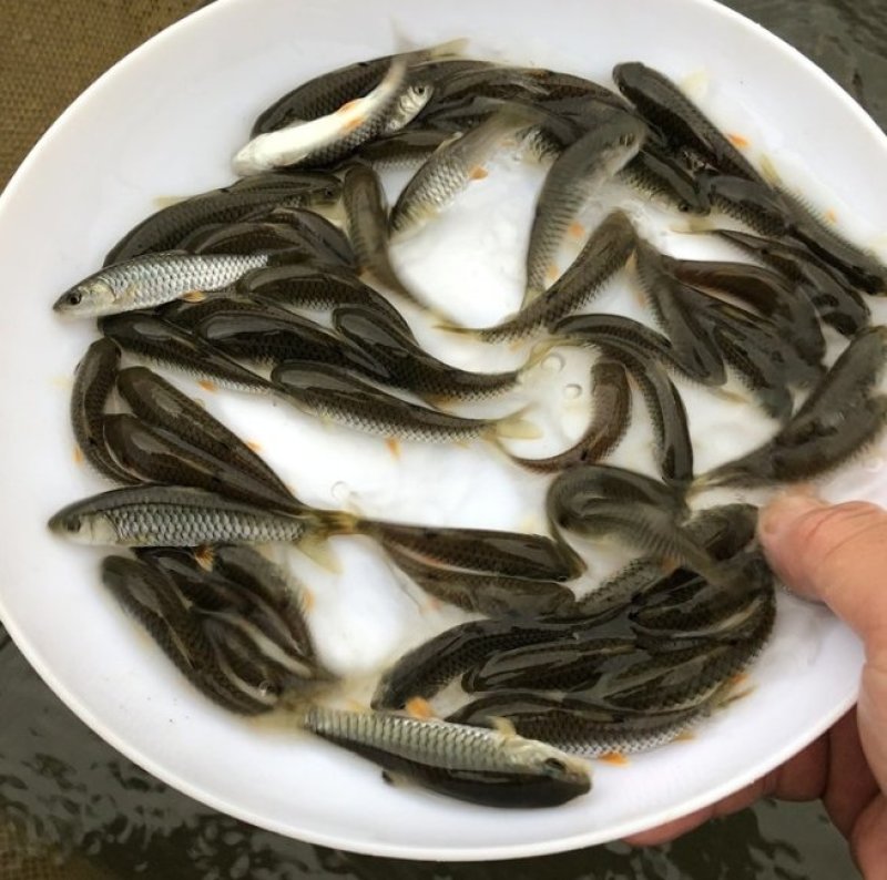 军鱼苗青竹皖石坚优质鱼苗，军鱼苗青竹皖石坚优
