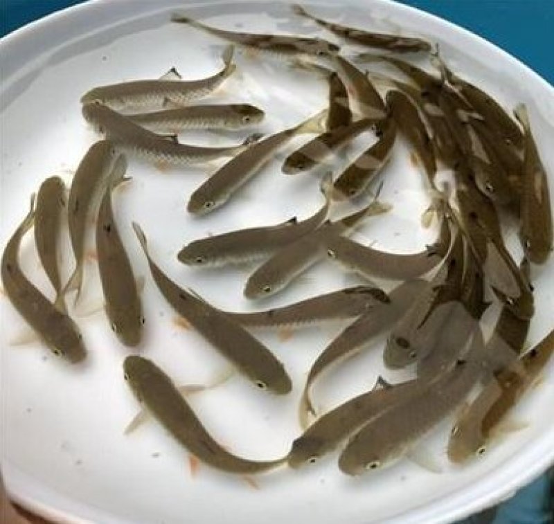 军鱼苗青竹皖石坚优质鱼苗，军鱼苗青竹皖石坚优