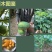 广西灵山各种木瓜苗大青果苗