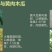 广西灵山各种木瓜苗大青果苗