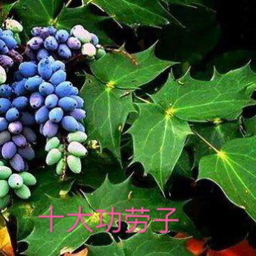 十大功劳