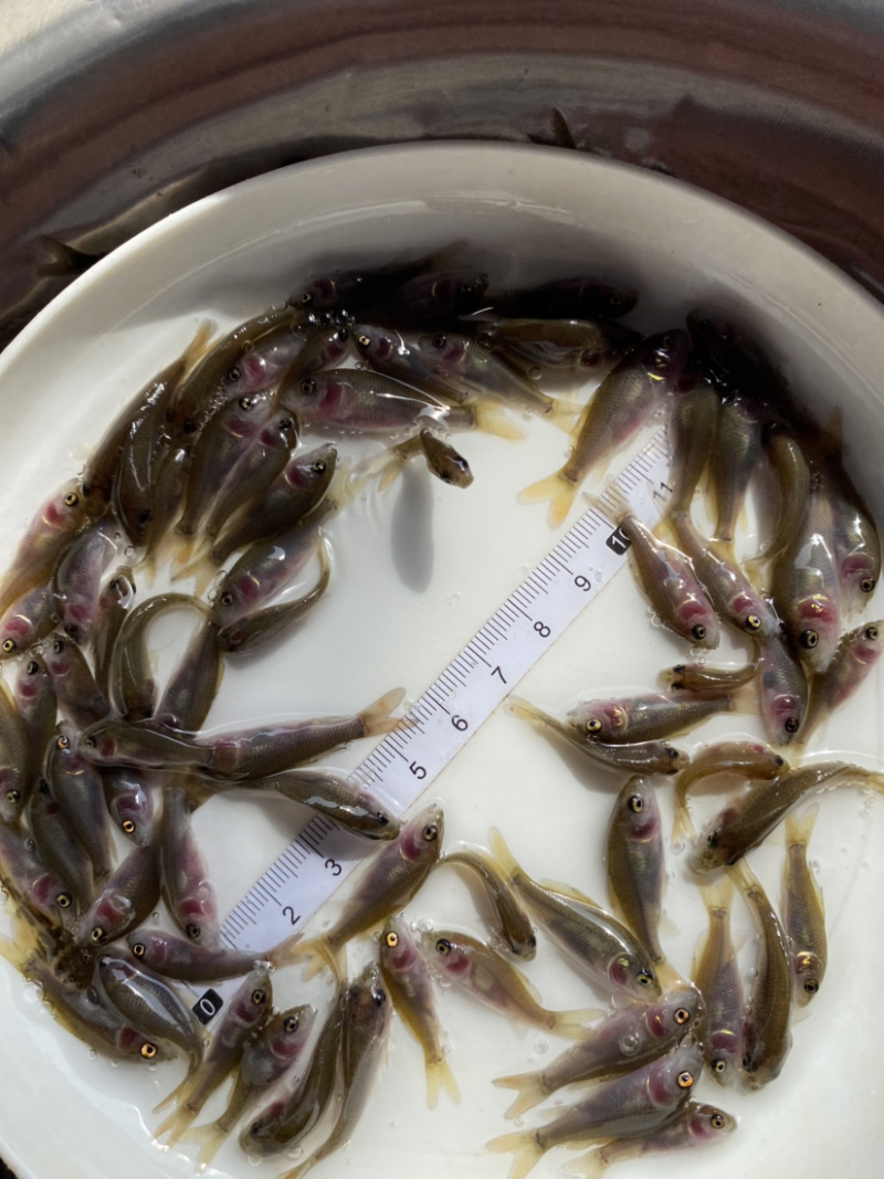 禾花鲤鱼肉质鲜嫩欢迎大量采购已训食料欢迎订购