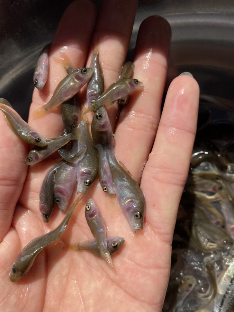 禾花鲤鱼肉质鲜嫩欢迎大量采购已训食料欢迎订购