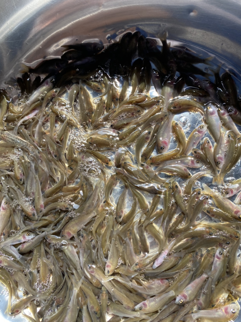 禾花鲤鱼肉质鲜嫩欢迎大量采购已训食料欢迎订购
