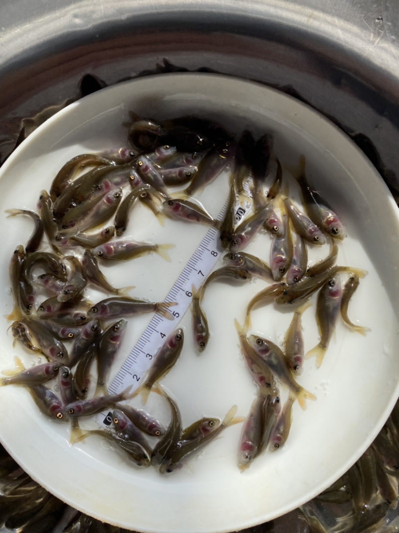 禾花鲤鱼肉质鲜嫩欢迎大量采购已训食料欢迎订购