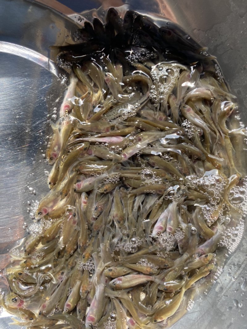 禾花鲤鱼肉质鲜嫩欢迎大量采购已训食料欢迎订购