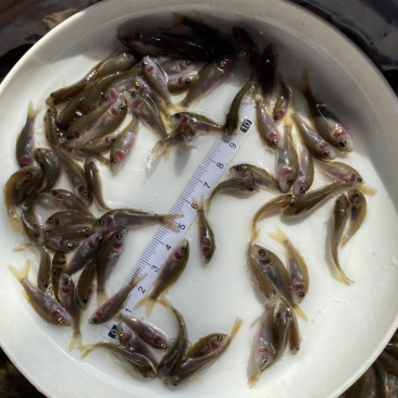 禾花鲤鱼肉质鲜嫩欢迎大量采购已训食料欢迎订购