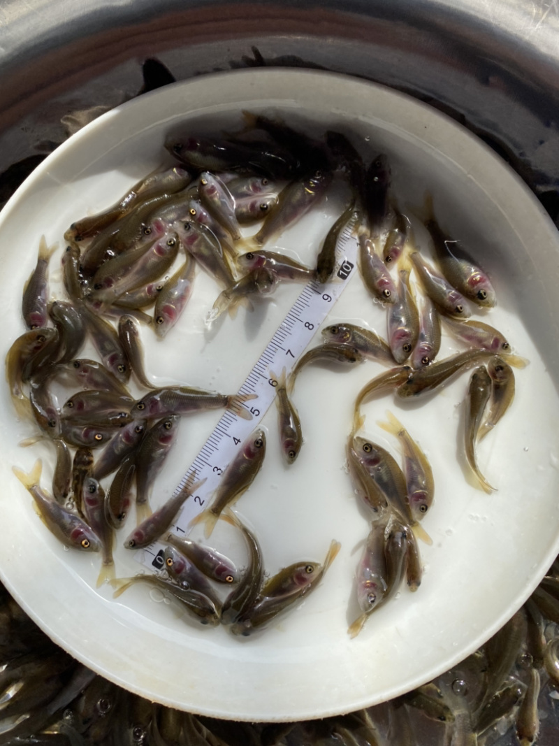 禾花鲤鱼肉质鲜嫩欢迎大量采购已训食料欢迎订购