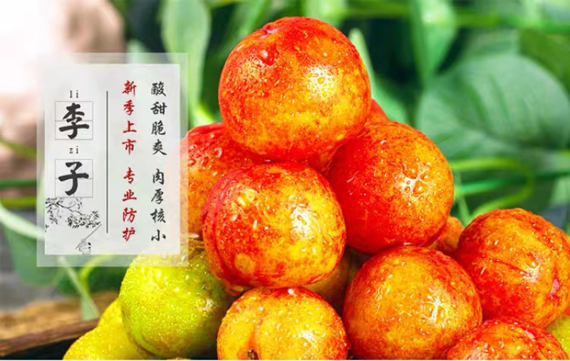 一件代发包邮，福建孕妇水果，酸爽脆李，送辣椒盐