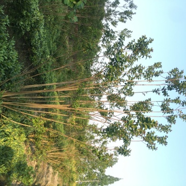 西洋水杨梅地开枝出售，西洋水杨梅低开丫价格，西洋水杨梅地