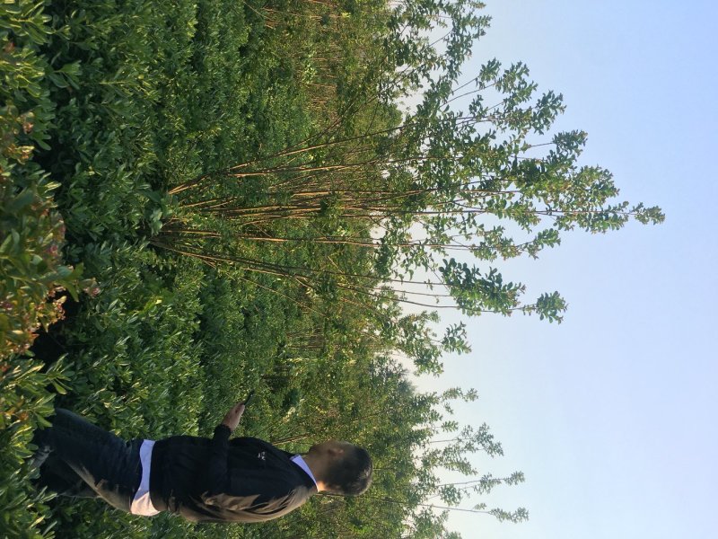 西洋水杨梅地开枝出售，西洋水杨梅低开丫价格，西洋水杨梅地