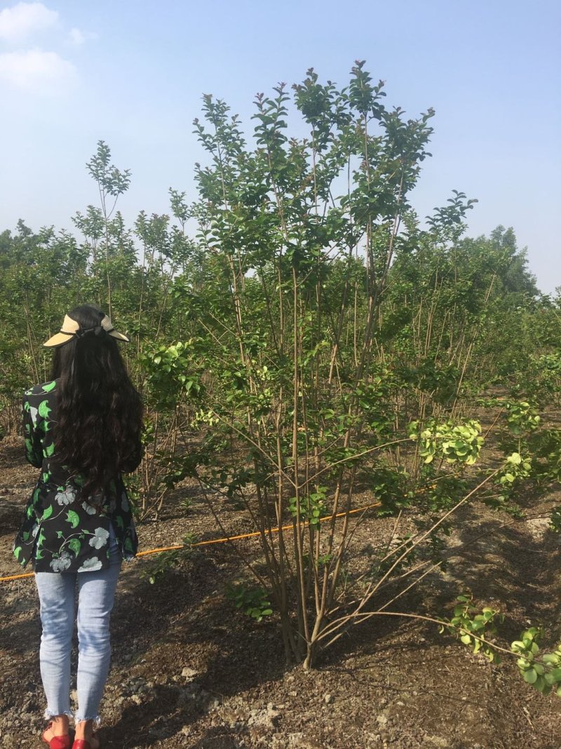 西洋水杨梅地开枝出售，西洋水杨梅低开丫价格，西洋水杨梅地