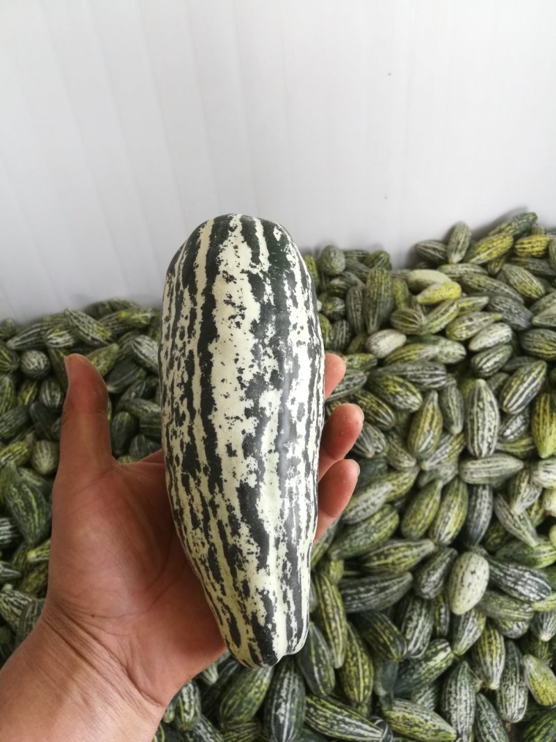 新疆雪豹王甜瓜