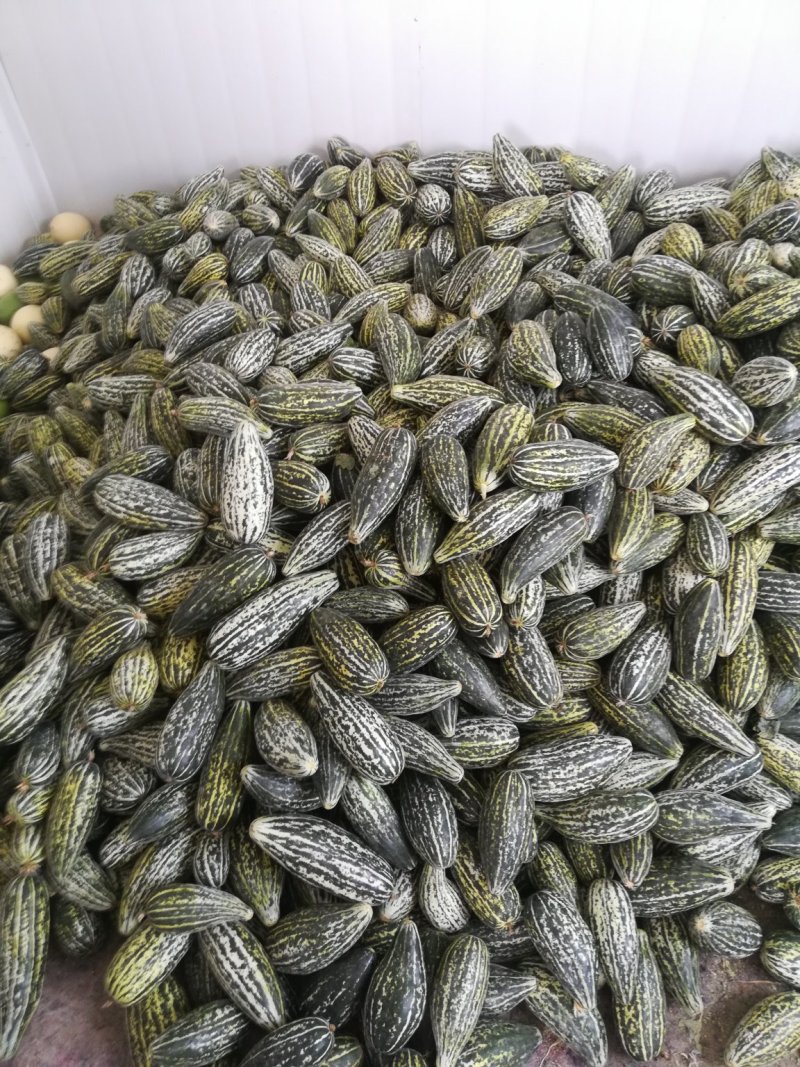 新疆雪豹王甜瓜