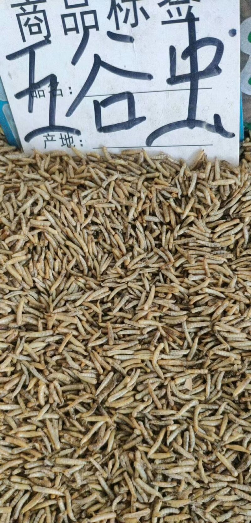 五谷虫无骨虫药食两用各种中药材