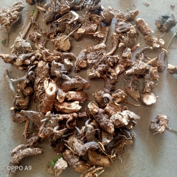 云南野生仙鹤草根，主营云南地产货价格便宜诚信经营