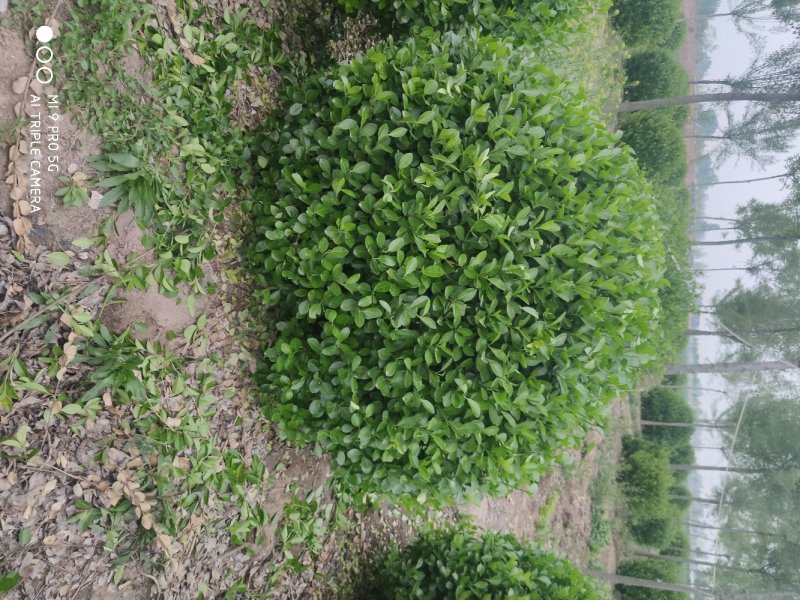1.5米精品卫矛球数量大，质量好