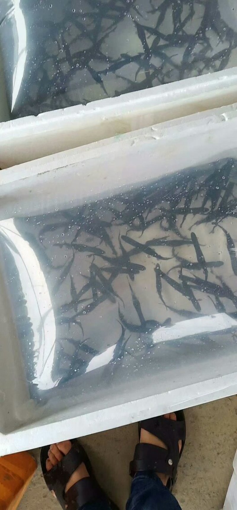 【精品】牙嘴鱼苗基地直供一手货源包技术包运输包成活