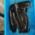 【精品】牙嘴鱼苗基地直供一手货源包技术包运输包成活