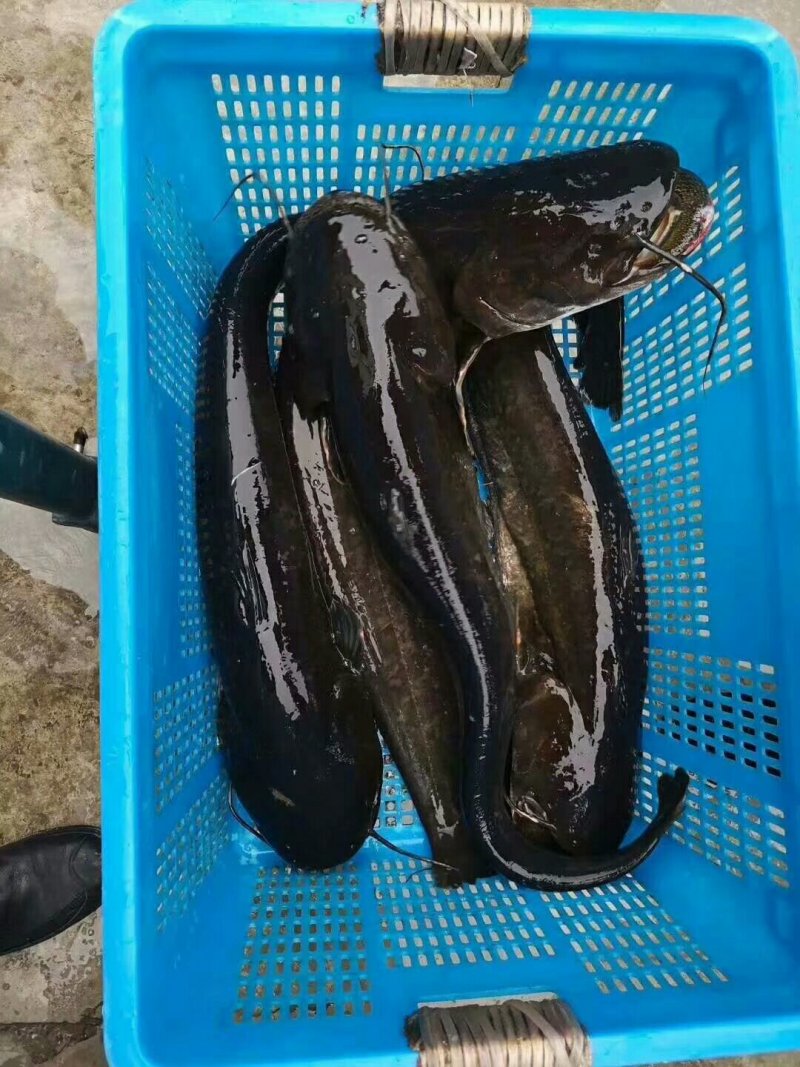 【精品】牙嘴鱼苗基地直供一手货源包技术包运输包成活