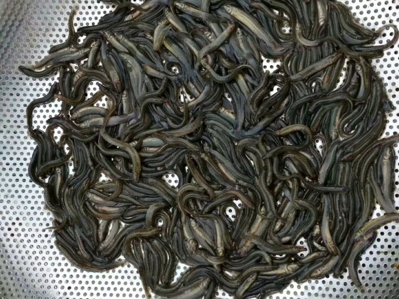 【精品】牙嘴鱼苗基地直供一手货源包技术包运输包成活
