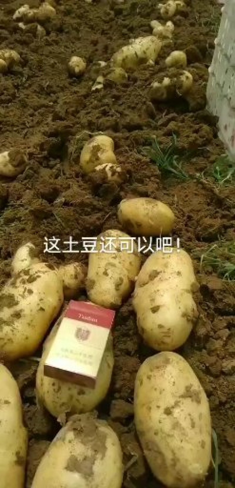 荷兰十五袋装土豆产地直销货发全国货源充足