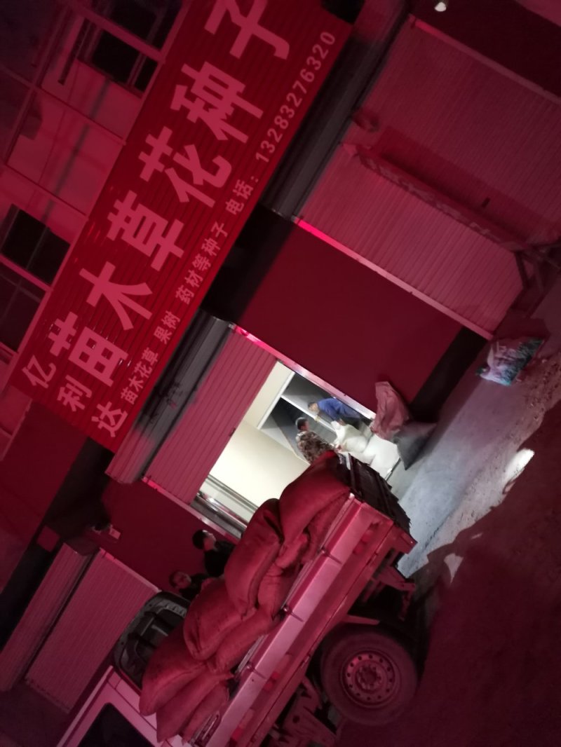 丝棉木种子河北丝棉木种子批零