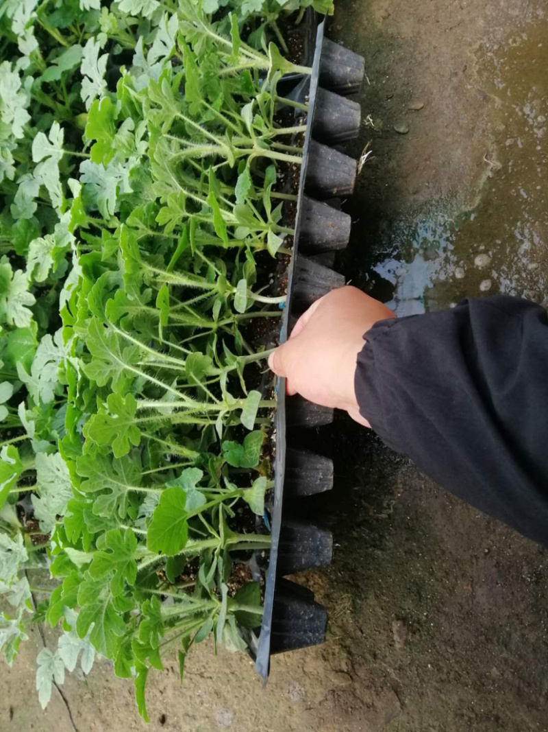 天山8424西瓜嫁接苗现货包邮育苗基地常年有苗