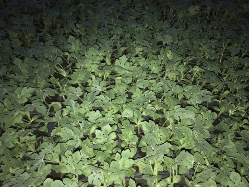 天山8424西瓜嫁接苗现货包邮育苗基地常年有苗