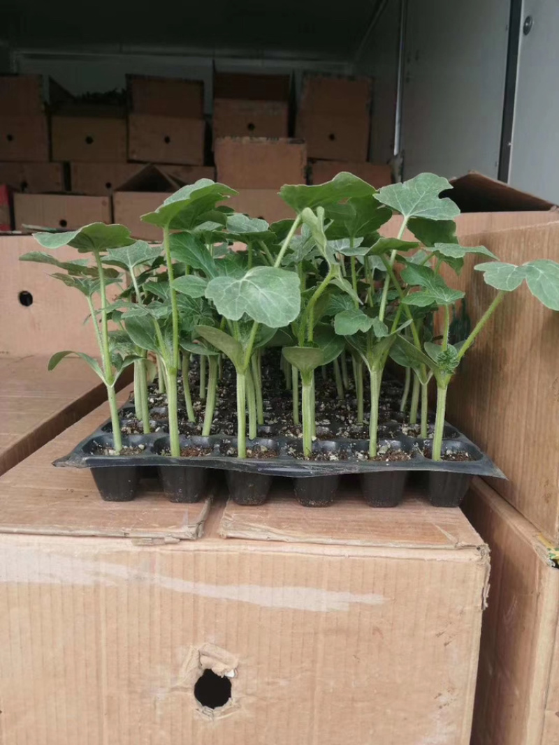8424，甜王，西瓜苗，美都，嫁接，直根