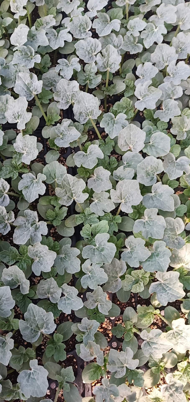 8424，甜王，西瓜苗，美都，嫁接，直根