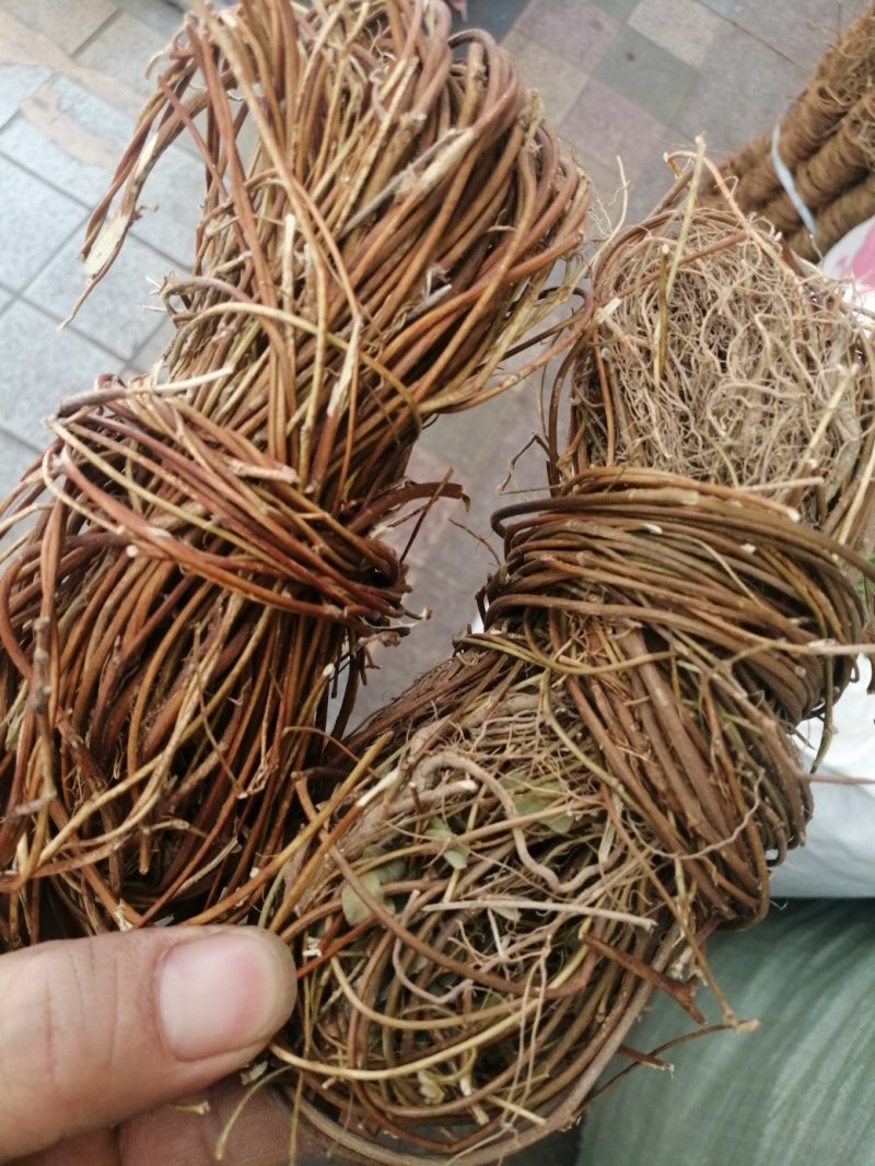 鸡骨草大、小叶鸡骨草全株，家种、野生均有货