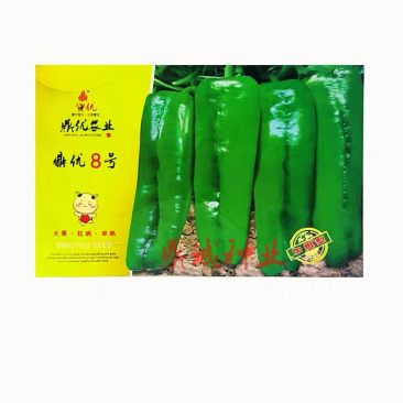 鼎优8号辣椒牛角椒大果肉脆无渣加粗型