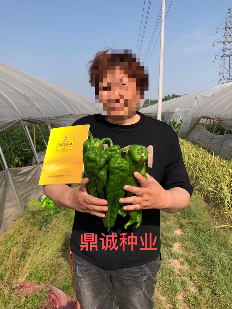 鼎优8号辣椒牛角椒大果肉脆无渣加粗型