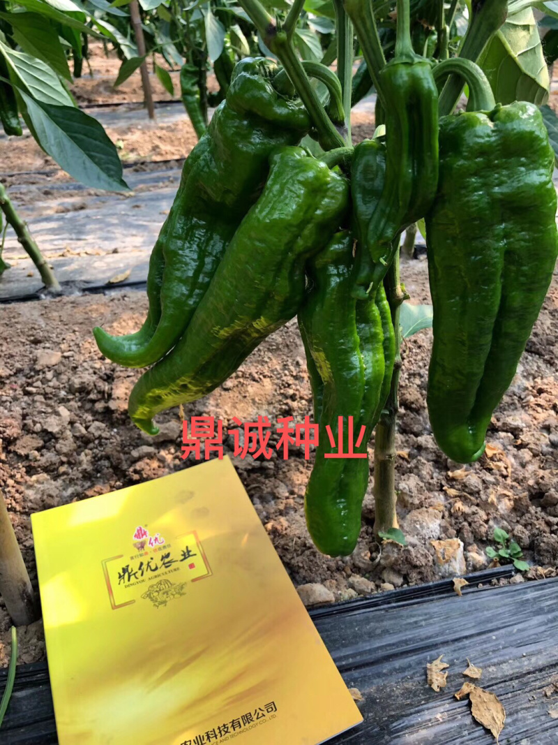 鼎优8号辣椒牛角椒大果肉脆无渣加粗型