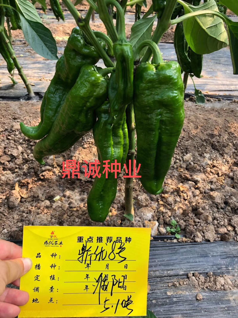 鼎优8号辣椒牛角椒大果肉脆无渣加粗型