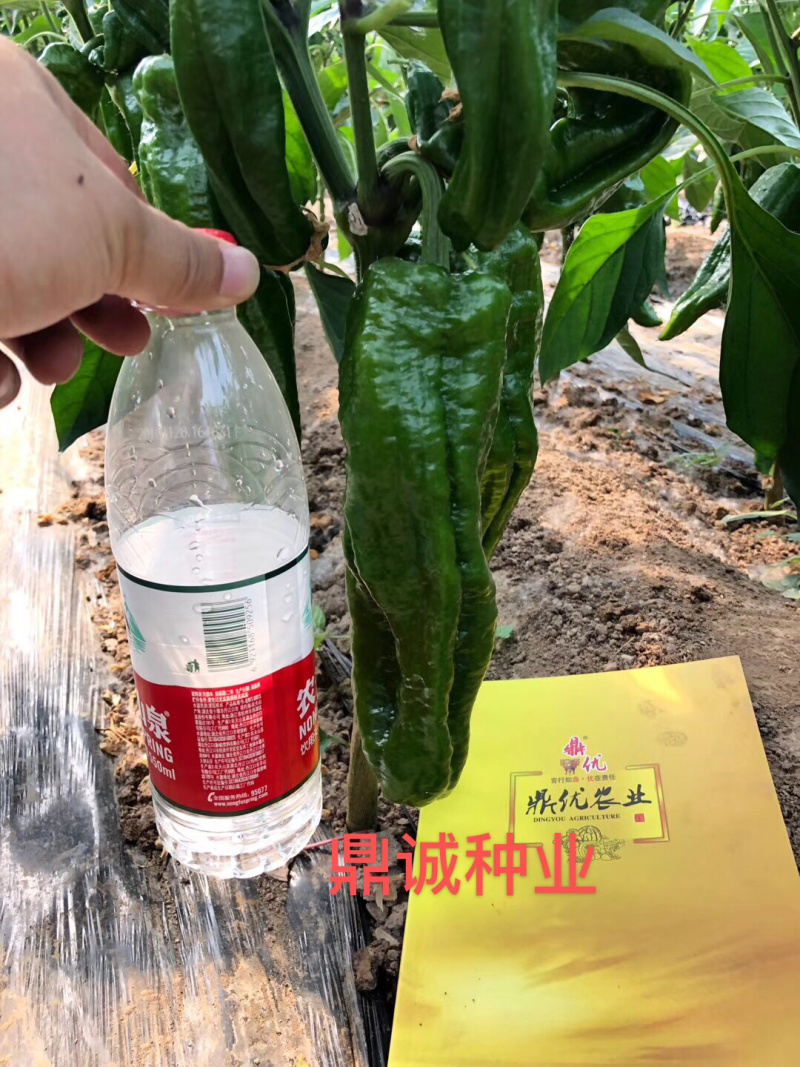 鼎优8号辣椒牛角椒大果肉脆无渣加粗型