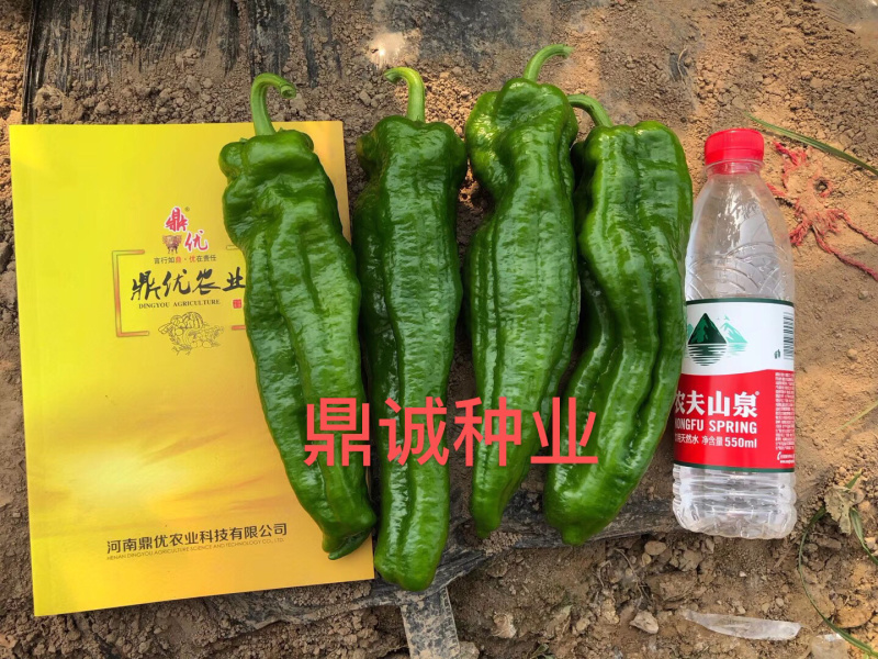 鼎优8号辣椒牛角椒大果肉脆无渣加粗型