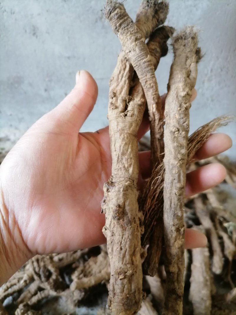鸦葱又称老虎嘴欢称路路丛野生药村批发鲜的也可以发一手货源