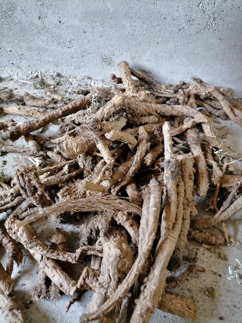 鸦葱又称老虎嘴欢称路路丛野生药村批发鲜的也可以发一手货源