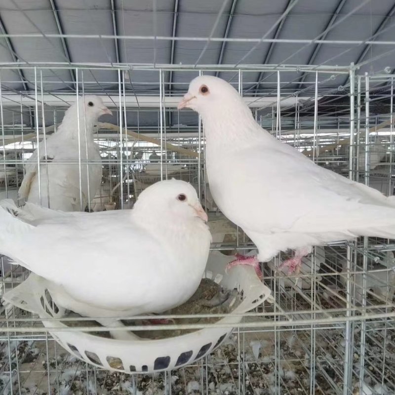 肉鸽种鸽白羽王银王种鸽大量现货出售签订回收合同