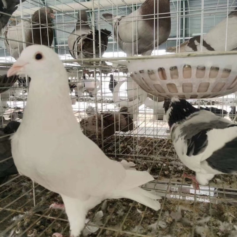 肉鸽种鸽白羽王银王种鸽大量现货出售签订回收合同