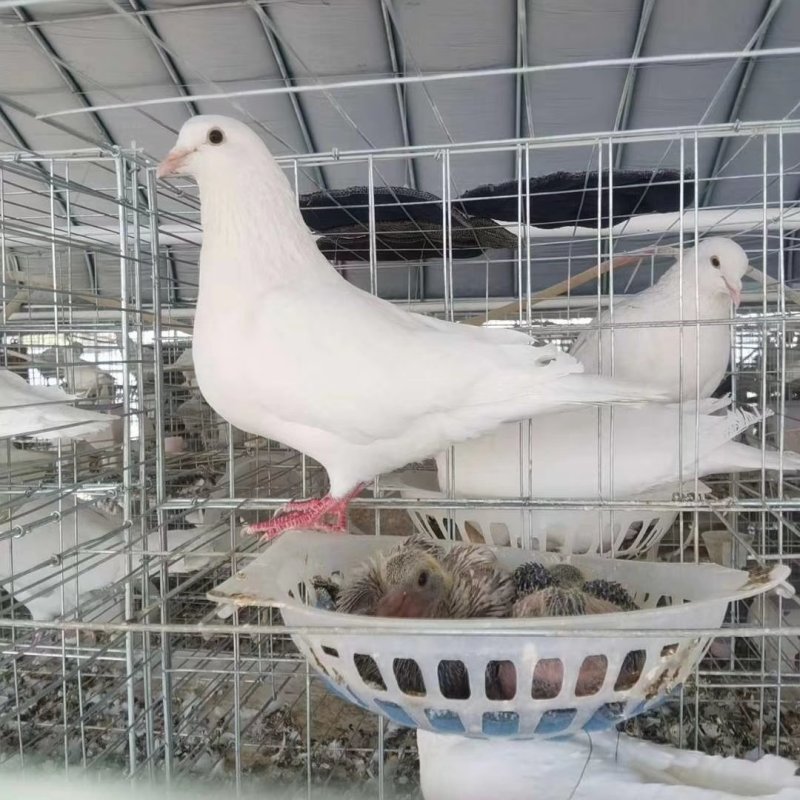 肉鸽种鸽白羽王银王种鸽大量现货出售签订回收合同