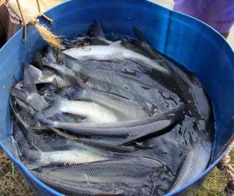 鱈鱼苗及成品鱼，淡水专业养殖包成活率，送货上门，免费技术
